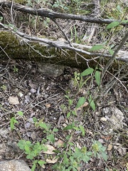 Metastelma barbigerum