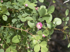 Rosa pisocarpa