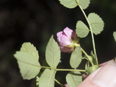 Rosa pisocarpa