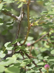 Rosa pisocarpa