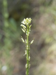 Turritis glabra