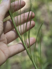 Turritis glabra