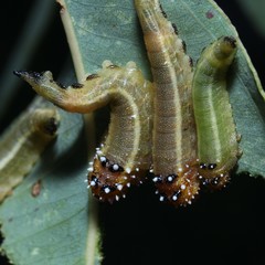 Lophyrotoma interrupta