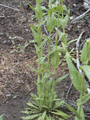 Turritis glabra