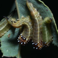 Lophyrotoma interrupta