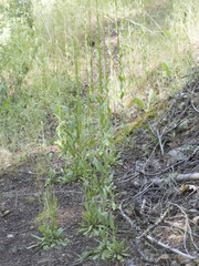 Turritis glabra