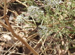 Exoprosopa butleri