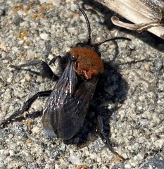 Melecta