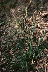 Carex incomitata