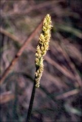 Carex incomitata