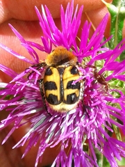 Trichius gallicus gallicus