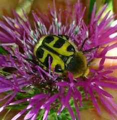 Trichius gallicus gallicus