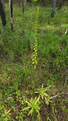 Aletris lutea image
