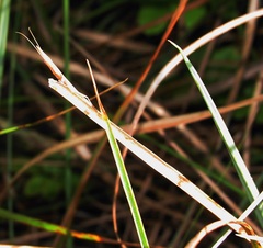 Pyrgomantis rhodesica