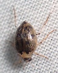 Peltodytes edentulus