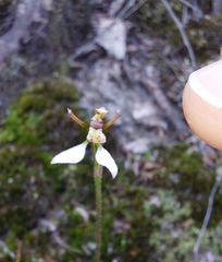 Eriochilus collinus collinus