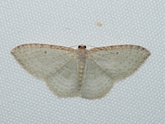 Poecilasthena pulchraria