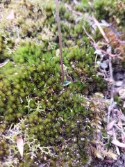 Eriochilus collinus collinus