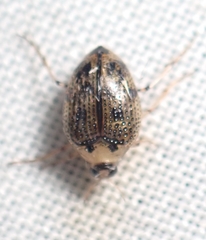 Peltodytes edentulus