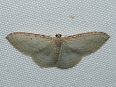 Poecilasthena pulchraria