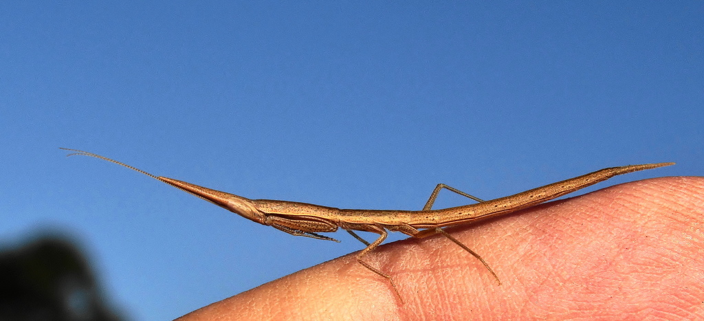 Pyrgomantis