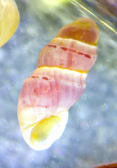 Anabathron lene