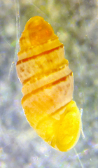 Anabathron lene