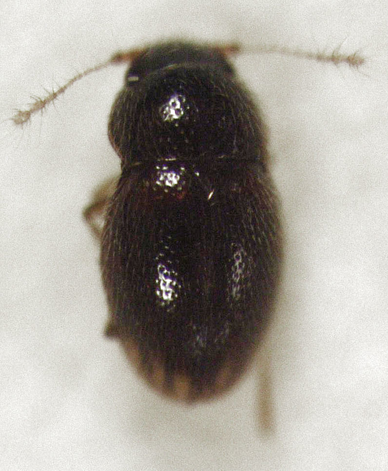 Notoptenidium