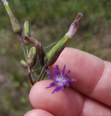 Lactuca graminifolia