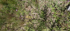 Lactuca graminifolia
