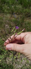 Lactuca graminifolia