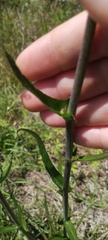Lactuca graminifolia