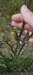 Lactuca graminifolia