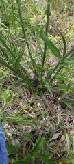 Lactuca graminifolia