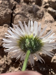 Erigeron concinnus