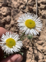 Erigeron concinnus