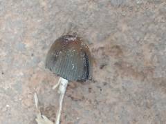 Coprinellus