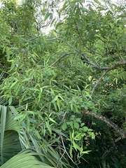Salix caroliniana image