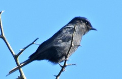 Melaenornis pammelaina ater