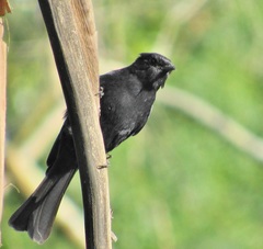 Melaenornis pammelaina ater