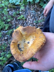 Cantharellus californicus