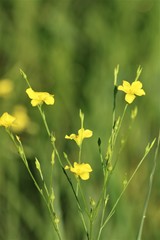 Linum sulcatum