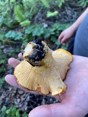 Cantharellus californicus