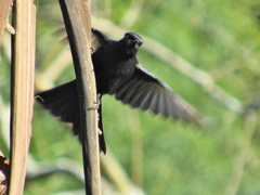 Melaenornis pammelaina ater