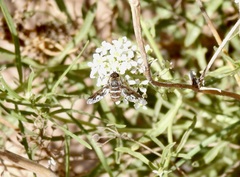 Exoprosopa butleri