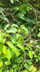 Urceola