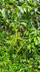 Urceola
