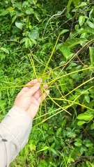 Urceola