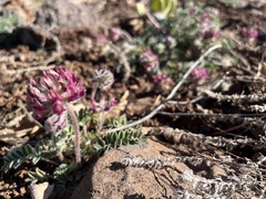 Astragalus troglodytus