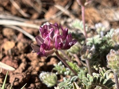Astragalus troglodytus